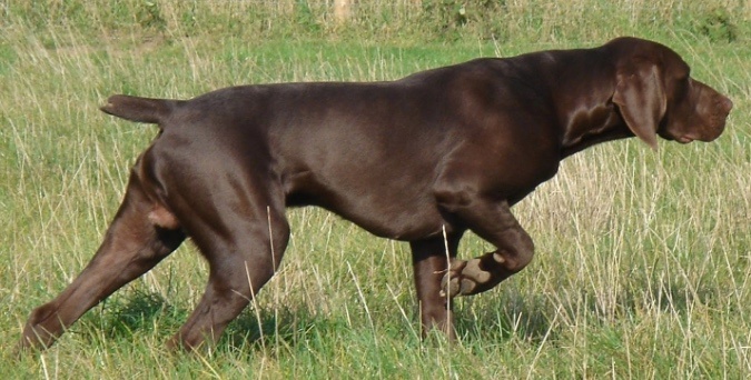 hunting dog