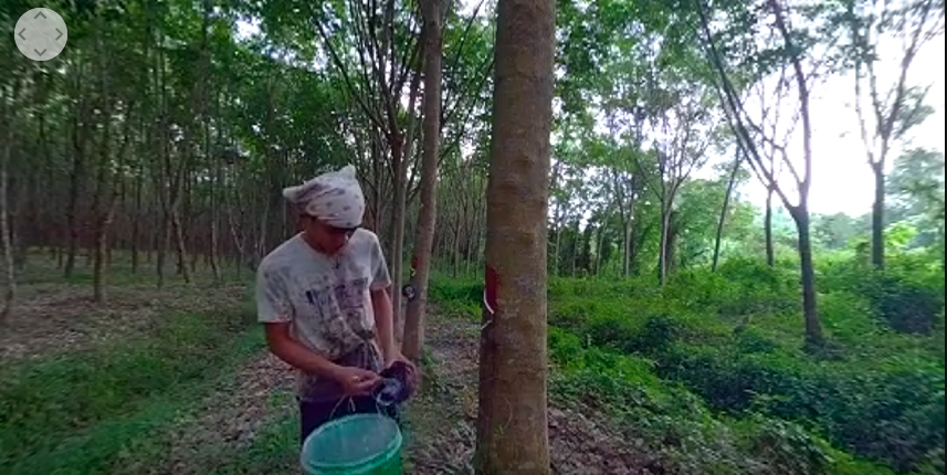 rubber plantation worker-1