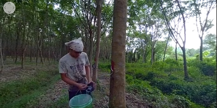 rubber plantation worker