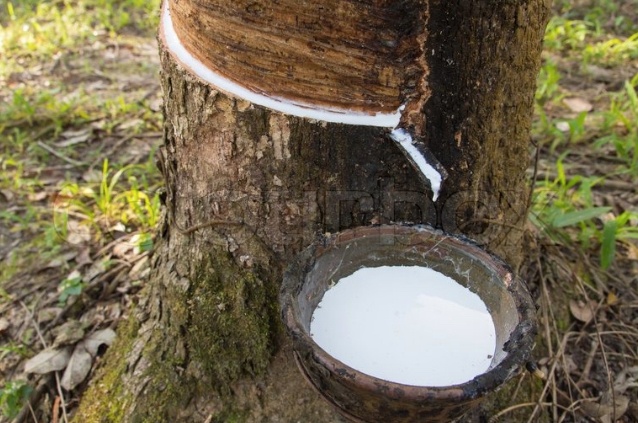 rubber sap